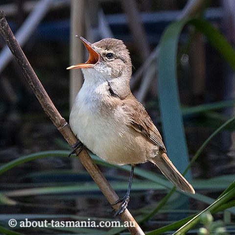 Australian Reed-Warbler | About Tasmania