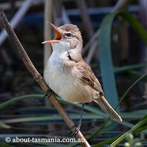 Australian Reed-Warbler