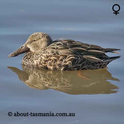 Australasian shoveler, Anas rhynchotis, Tasmania