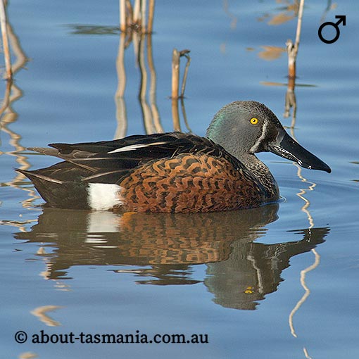 Australasian shoveler, Anas rhynchotis, Tasmania