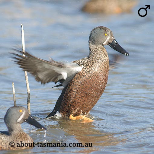 Australasian shoveler, Anas rhynchotis, Tasmania