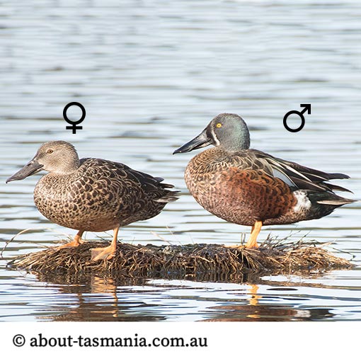 Australasian shoveler, Anas rhynchotis, Tasmania