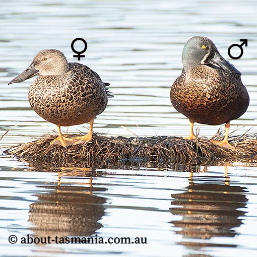 Australasian shoveler, Anas rhynchotis, Tasmania