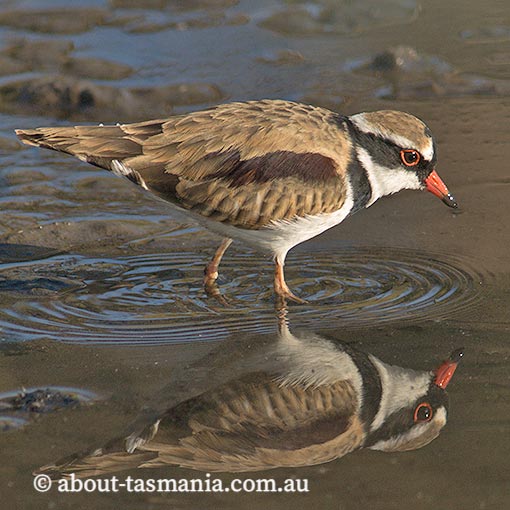 Black-fronted Dotterel, Black-fronted Plover, Elseyornis melanops, Tasmania