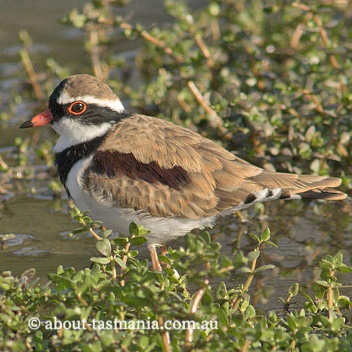 Black-fronted Dotterel, Black-fronted Plover, Elseyornis melanops, Tasmania