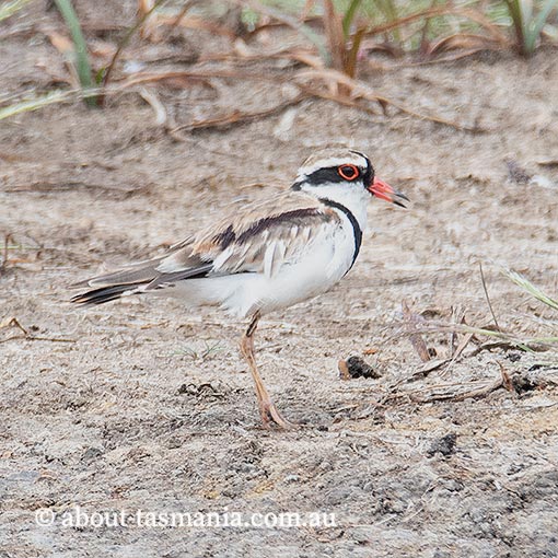 Black-fronted Dotterel, Black-fronted Plover, Elseyornis melanops, Tasmania