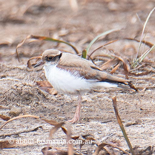 Black-fronted Dotterel, Black-fronted Plover, Elseyornis melanops, Tasmania