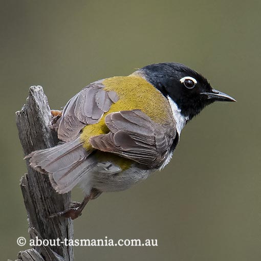 Black-headed honeyeater, Melithreptus affinis, Tasmania