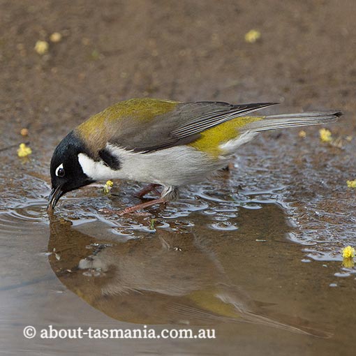 Black-headed honeyeater, Melithreptus affinis, Tasmania