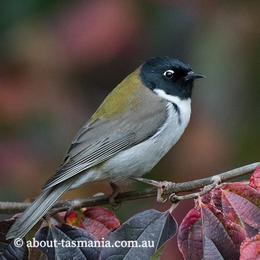 Black-headed honeyeater, Melithreptus affinis, Tasmania