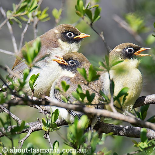 Black-headed honeyeater, Melithreptus affinis, Tasmania