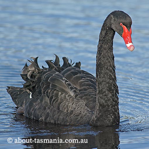 Black swan, Cygnus atratus, Tasmania