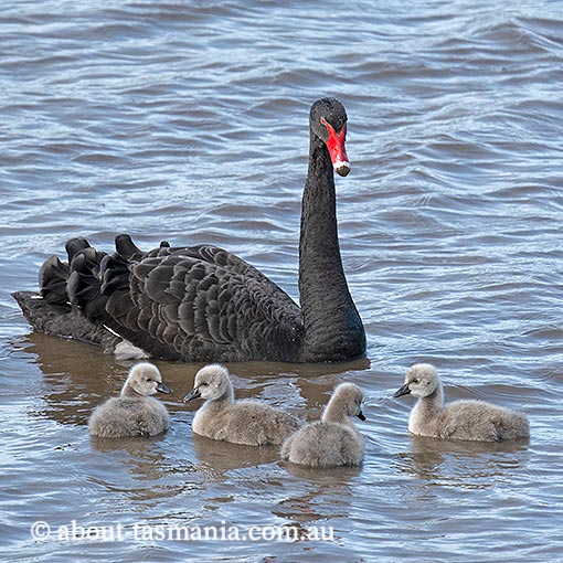 Black swan, Cygnus atratus, Tasmania