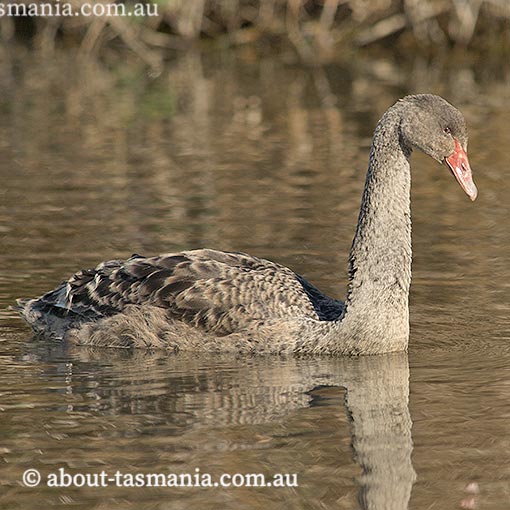 Black swan, Cygnus atratus, Tasmania