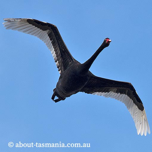 Black swan, Cygnus atratus, Tasmania