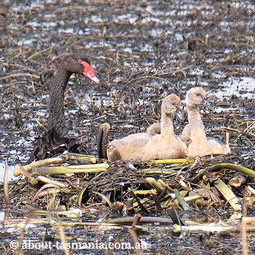 Black swan, Cygnus atratus, Tasmania