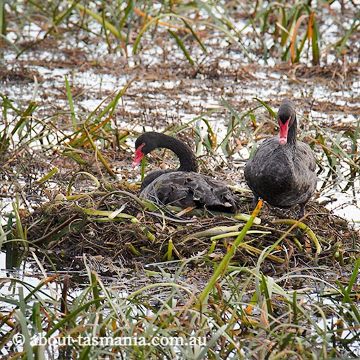 Black swan, Cygnus atratus, Tasmania