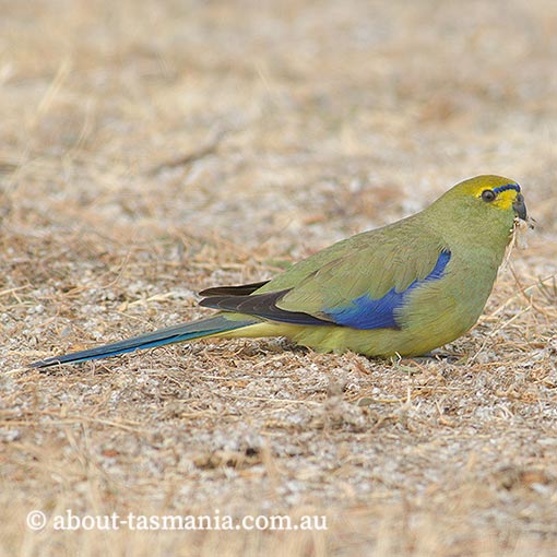 Blue-winged parrot, Neophema chrysostoma, Tasmania