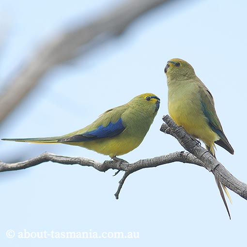 Blue-winged parrot, Neophema chrysostoma, Tasmania