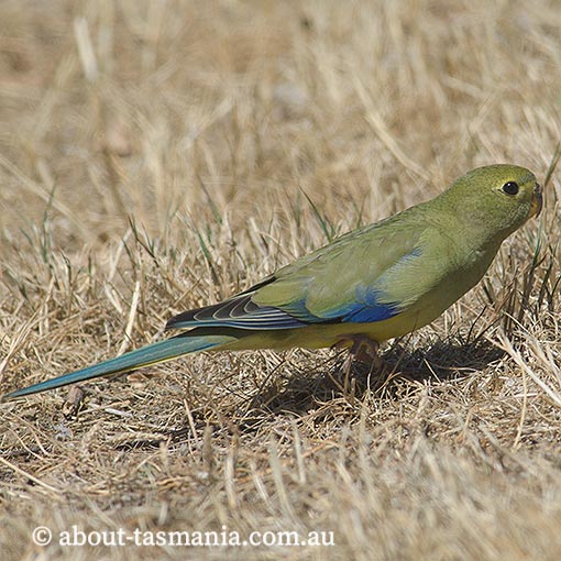 Blue-winged parrot, Neophema chrysostoma, Tasmania