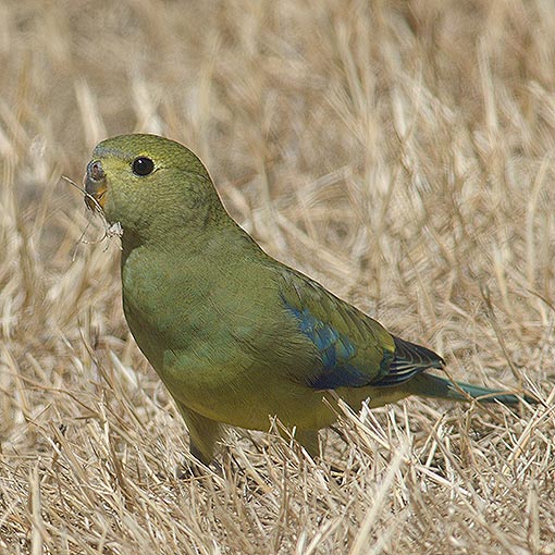 Blue-winged parrot, Neophema chrysostoma, Tasmania