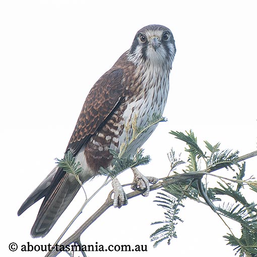 Brown falcon, Falco berigora, Tasmania