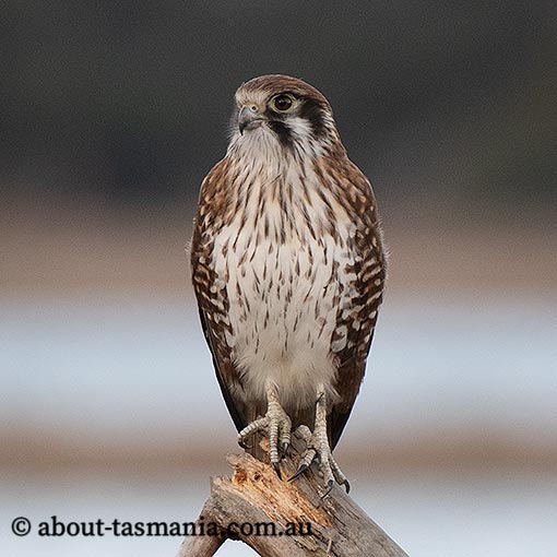 Brown falcon, Falco berigora, Tasmania