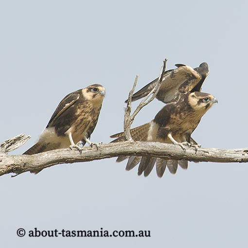 Brown falcon, Falco berigora, Tasmania