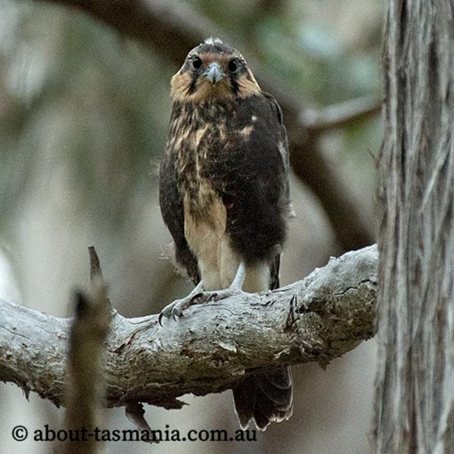 Brown falcon, Falco berigora, Tasmania