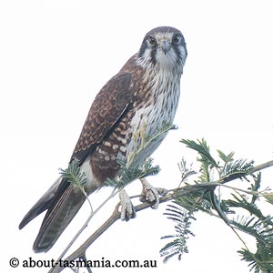 Brown Falcon