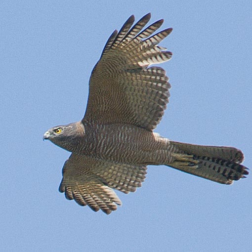 Brown Goshawk, Tachyspiza fasciata, Accipiter fasciatus, Tasmania