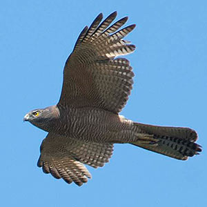 Brown Goshawk