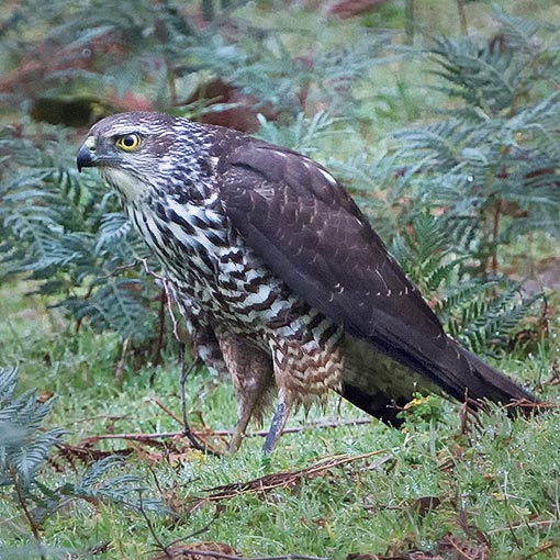 Brown Goshawk, Tachyspiza fasciata, Accipiter fasciatus, Tasmania