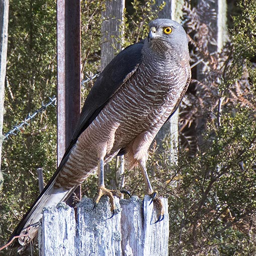 Brown Goshawk, Tachyspiza fasciata, Accipiter fasciatus, Tasmania