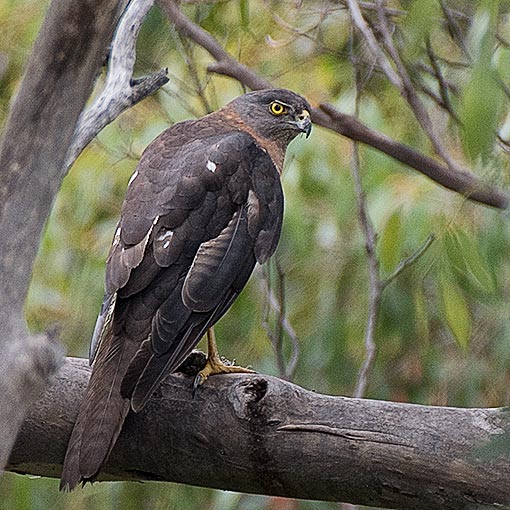 Brown Goshawk, Tachyspiza fasciata, Accipiter fasciatus, Tasmania