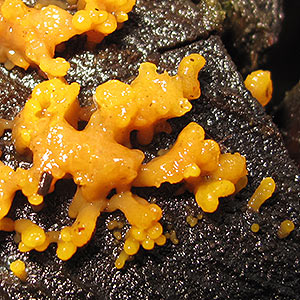 Calocera guepinioides, fungi, Tasmania