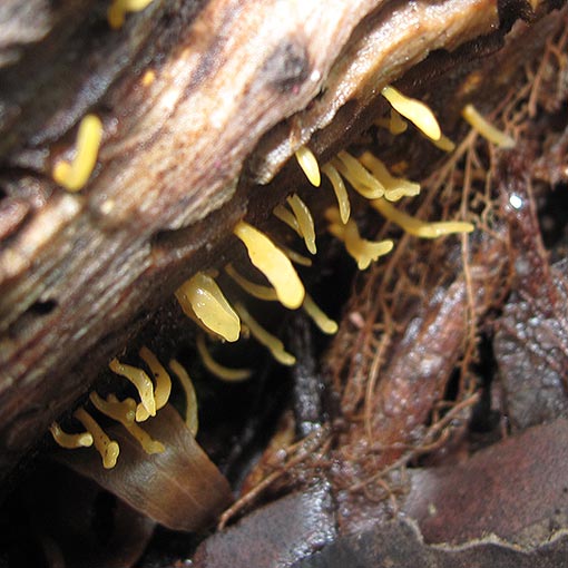 Calocera guepinioides, fungi, Tasmania