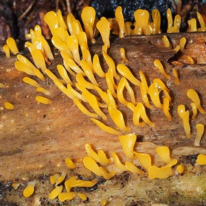 Calocera guepinioides