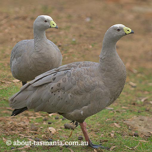 Cape Barren Geese, Cereopsis novaehollandiae,  Tasmania