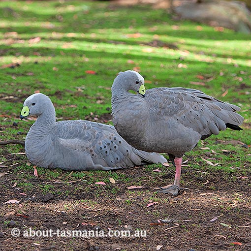 Cape Barren Geese, Cereopsis novaehollandiae,  Tasmania