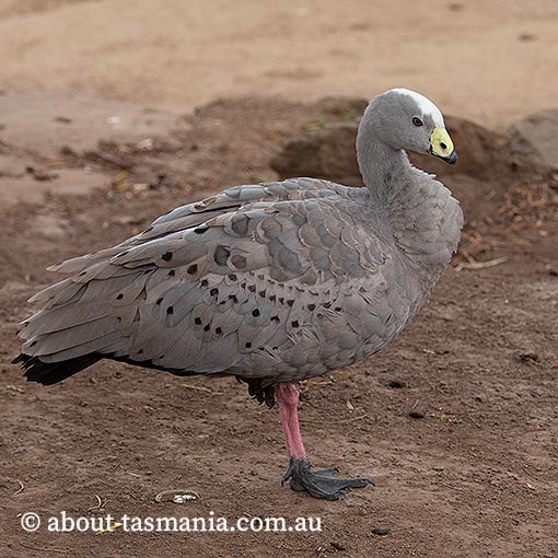 Cape Barren Geese, Cereopsis novaehollandiae,  Tasmania