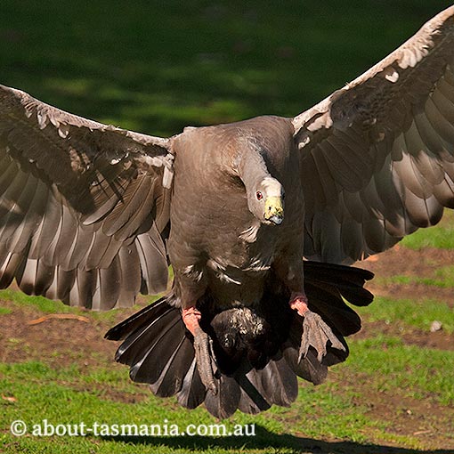 Cape Barren Geese, Cereopsis novaehollandiae,  Tasmania
