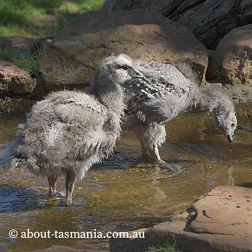 Cape Barren Geese, Cereopsis novaehollandiae,  Tasmania