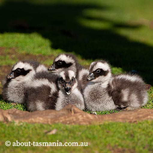 Cape Barren Geese, Cereopsis novaehollandiae,  Tasmania