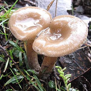 Singerocybe clitocyboides