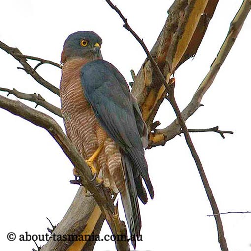 Collared Sparrowhawk, Tachyspiza cirrocephala, Accipiter cirrocephalus, Tasmania