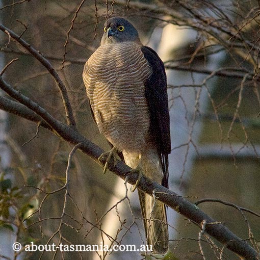 Collared Sparrowhawk, Tachyspiza cirrocephala, Accipiter cirrocephalus, Tasmania