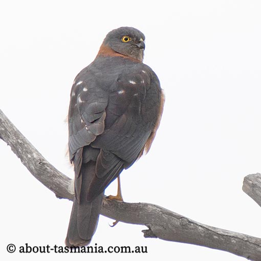 Collared Sparrowhawk, Tachyspiza cirrocephala, Accipiter cirrocephalus, Tasmania