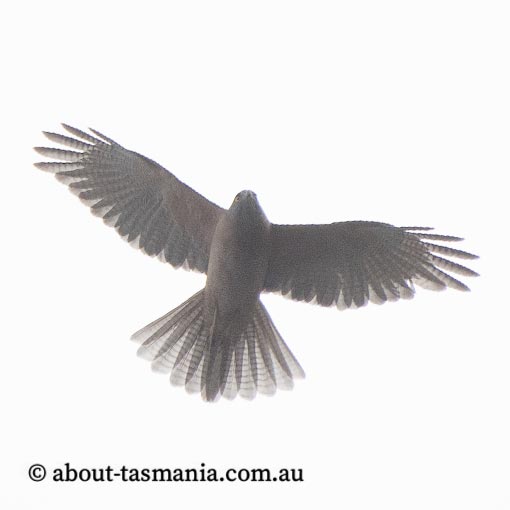 Collared Sparrowhawk, Tachyspiza cirrocephala, Accipiter cirrocephalus, Tasmania