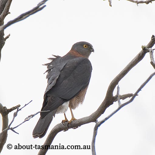 Collared Sparrowhawk, Tachyspiza cirrocephala, Accipiter cirrocephalus, Tasmania